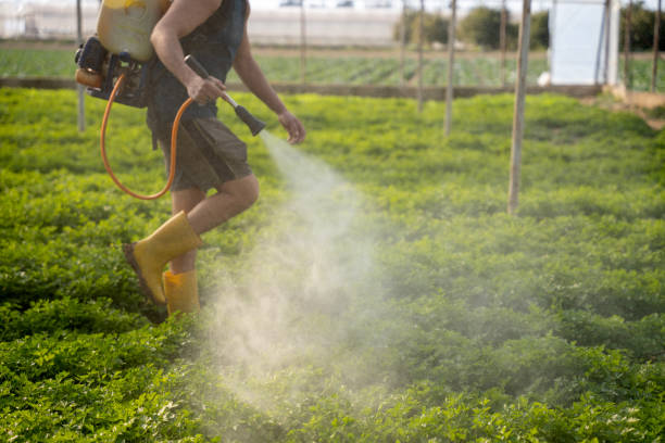 Best Wasp Removal Services  in Lordship, CT