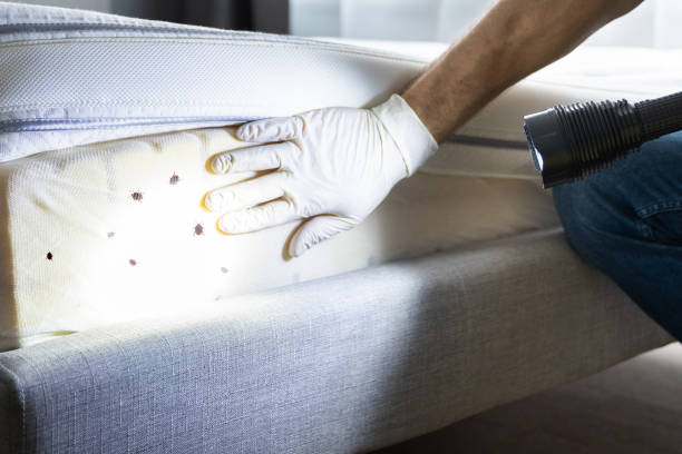 Best Cockroach Control Services  in Lordship, CT