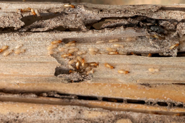 Best Best Pest Control Companies  in Lordship, CT